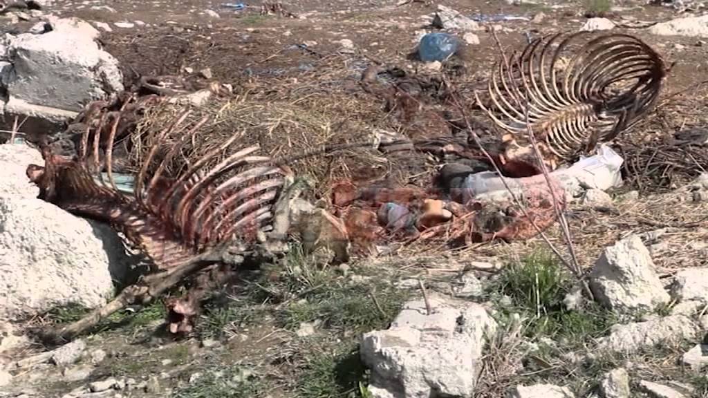VIDEO Schelete și resturi de cai, descoperite la marginea localităţii Vadu Pașii, în apropierea unei stâne