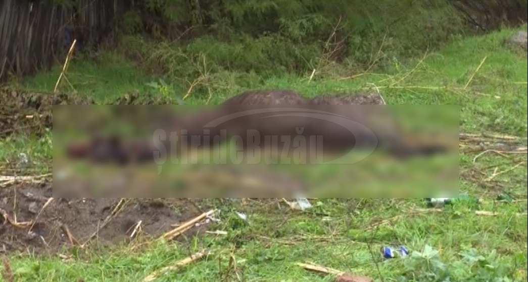 VIDEO Un nou caz de cruzime față de animale. Un cal a zăcut trei zile la marginea orașului Râmnicu Sărat