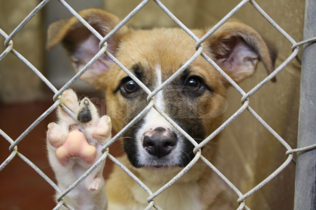 Buzoienii pot adopta căței din padocul primăriei, de Ziua Internațională a Animalelor fără Stăpân