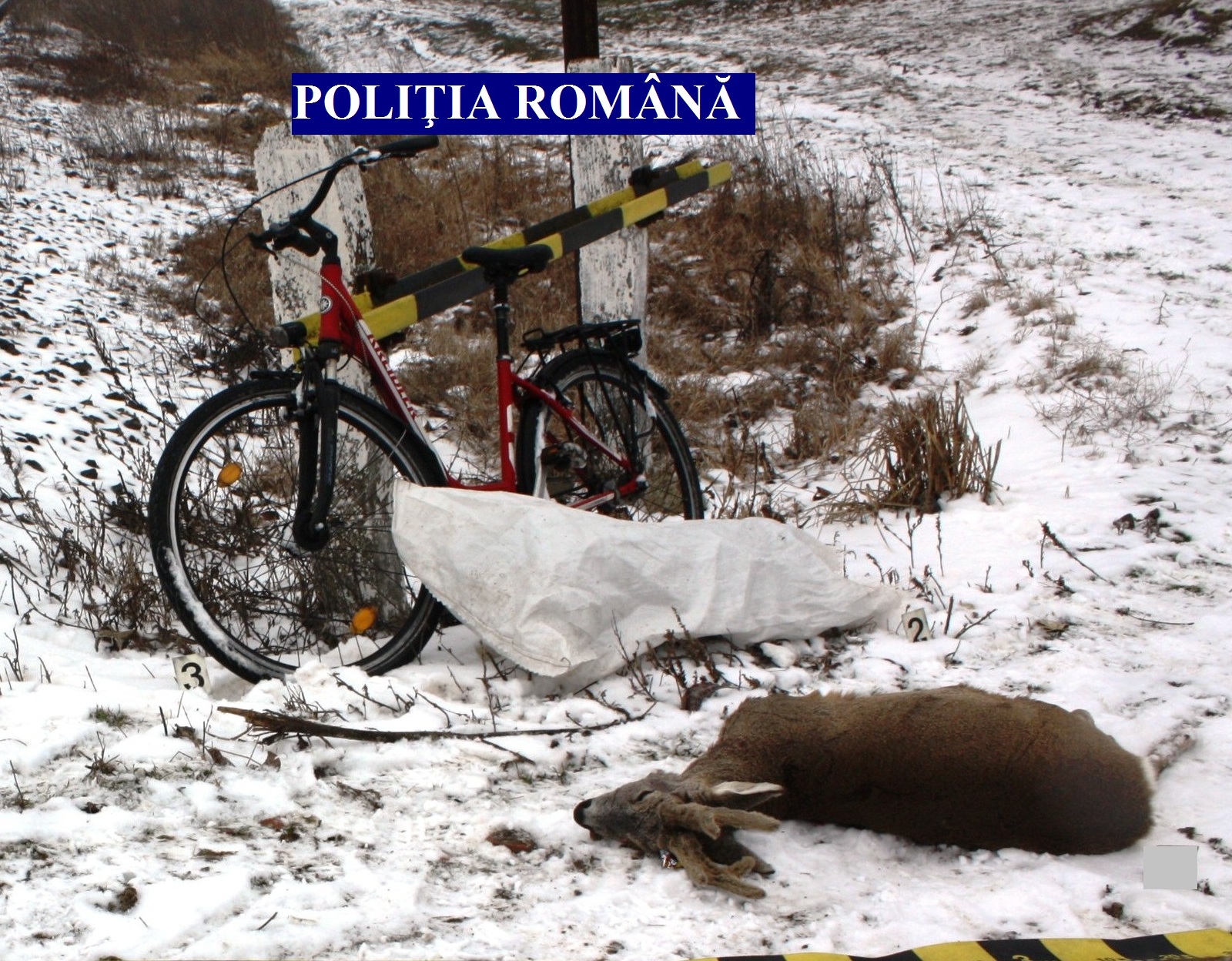 Căprior braconat, transportat cu bicicleta. Prejudiciul creat se ridică la 5.000 de euro