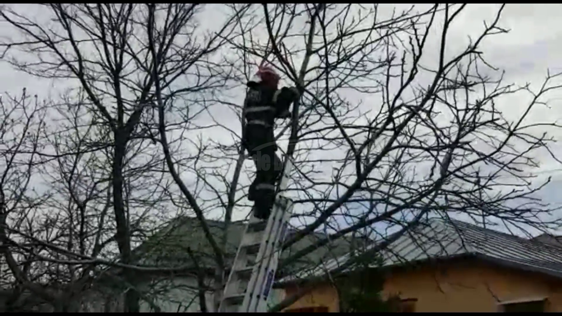 VIDEO Un echipaj de la ISU a fost chemat prin apel la 112 să coboare o fetiță speriată din copac