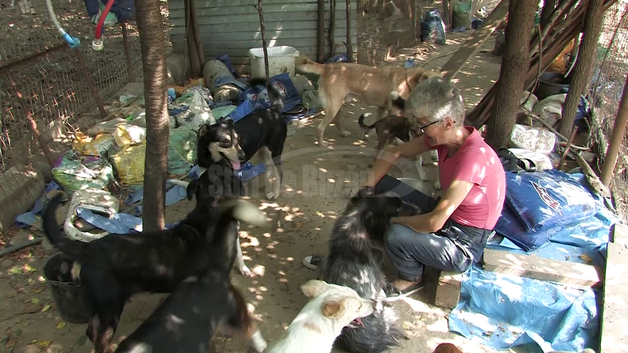 VIDEO Animale înrăite de foame, descoperite după un desant al autorităților buzoiene la două adăposturi neautorizate pentru maidanezi
