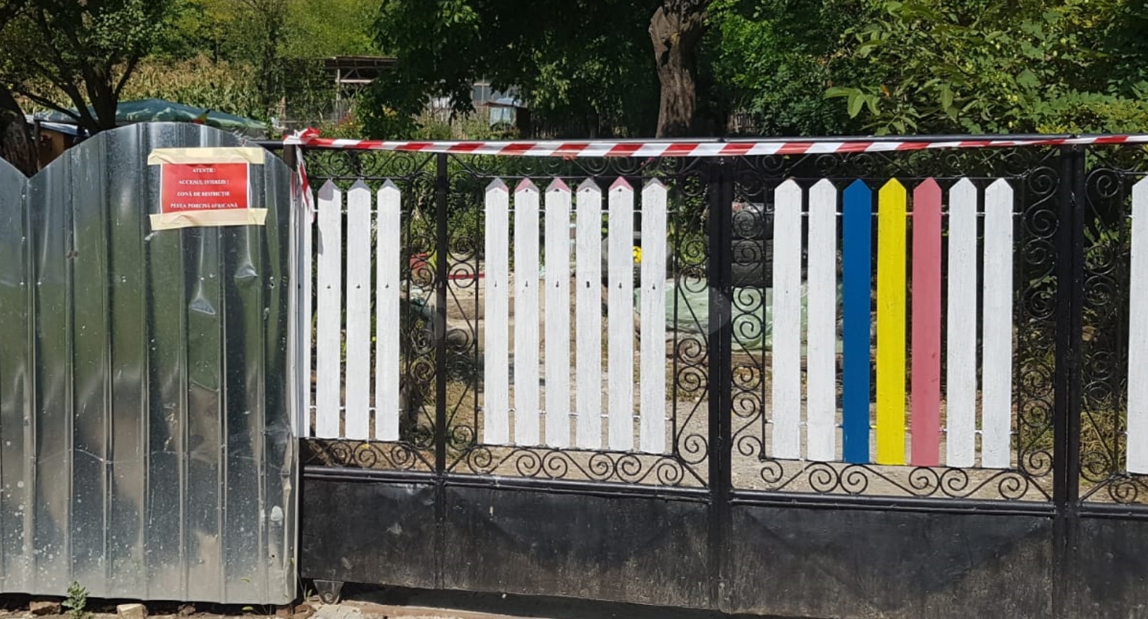 Bărbat din Tulcea, vinovat de aducerea pestei porcine africane în județul Buzău, confirmată duminică în două gospodării