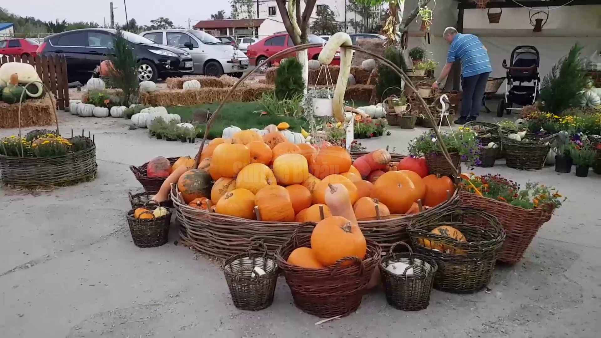 VIDEO Cum au petrecut buzoienii la „Zilele Dovleacului” de la Poșta Câlnău