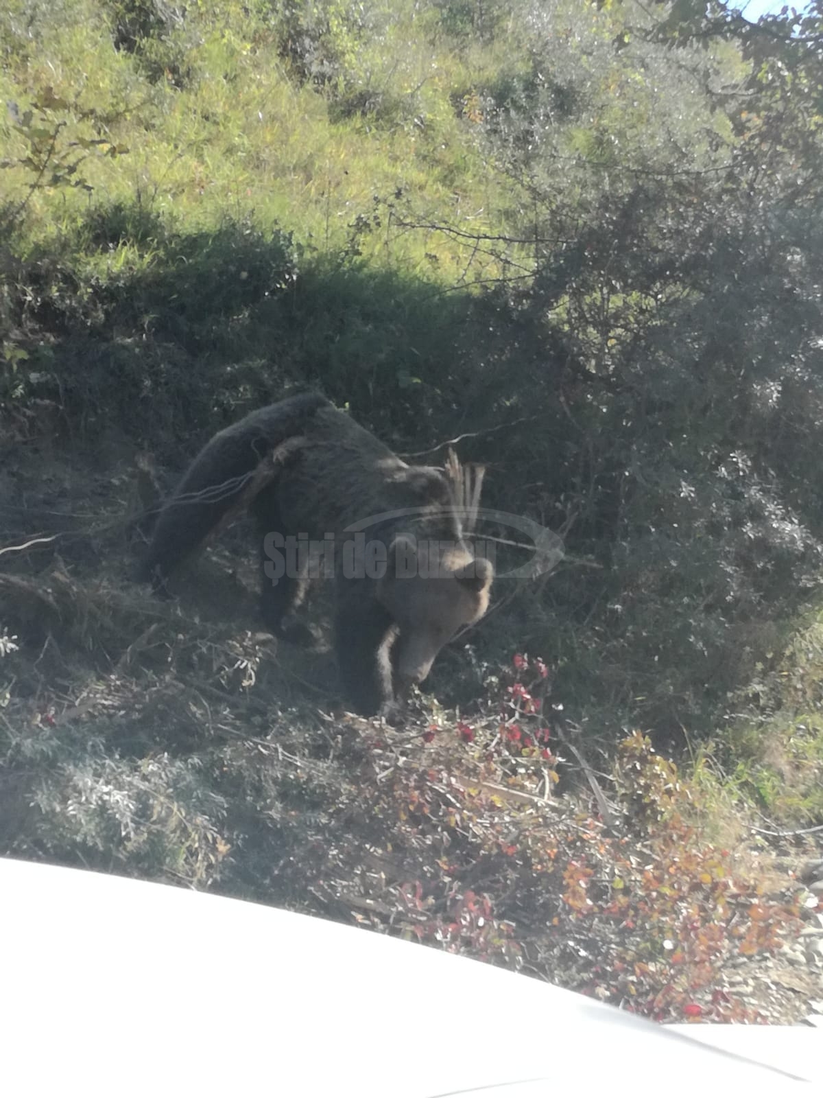 Urs prins în gard, la Lopătari, tranchilizat și apoi eliberat în mediul natural