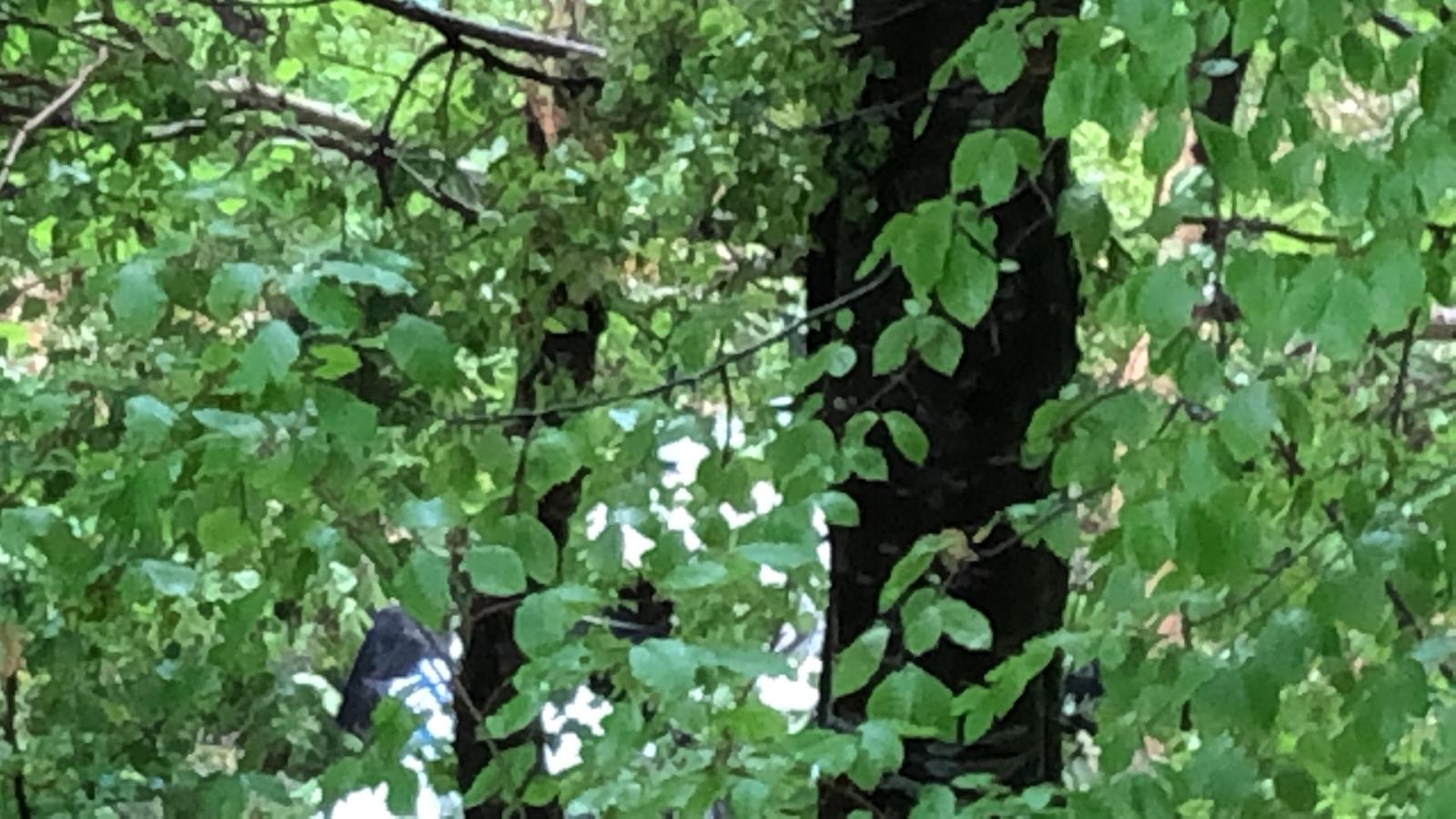 IMG-20190515-WA0056