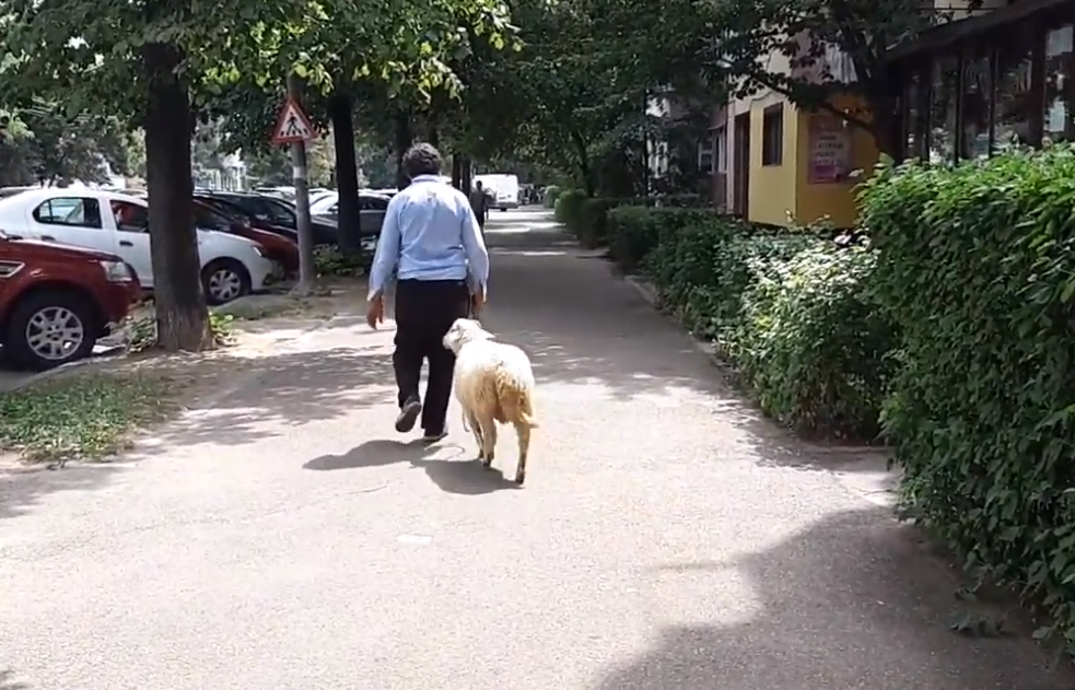 VIDEO Un bărbat a fost filmat în timp ce se plimba cu un berbec pe străzile Buzăului