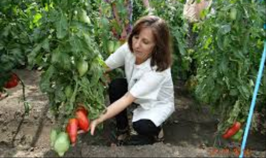 Guvernul a aprobat înființarea „Băncii Naționale de Gene” pentru legumicultură