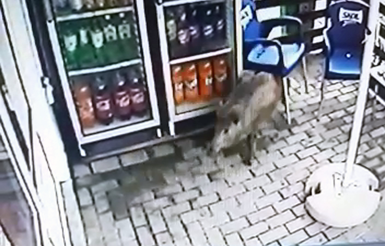 VIDEO Un porc mistreț a reușit să sperie clienții unui magazin din Berca