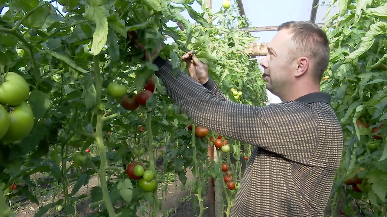 VIDEO Tomate românești, pe mesele de sărbători. Asta, doar dacă toamna va fi la fel de blândă ca până acum