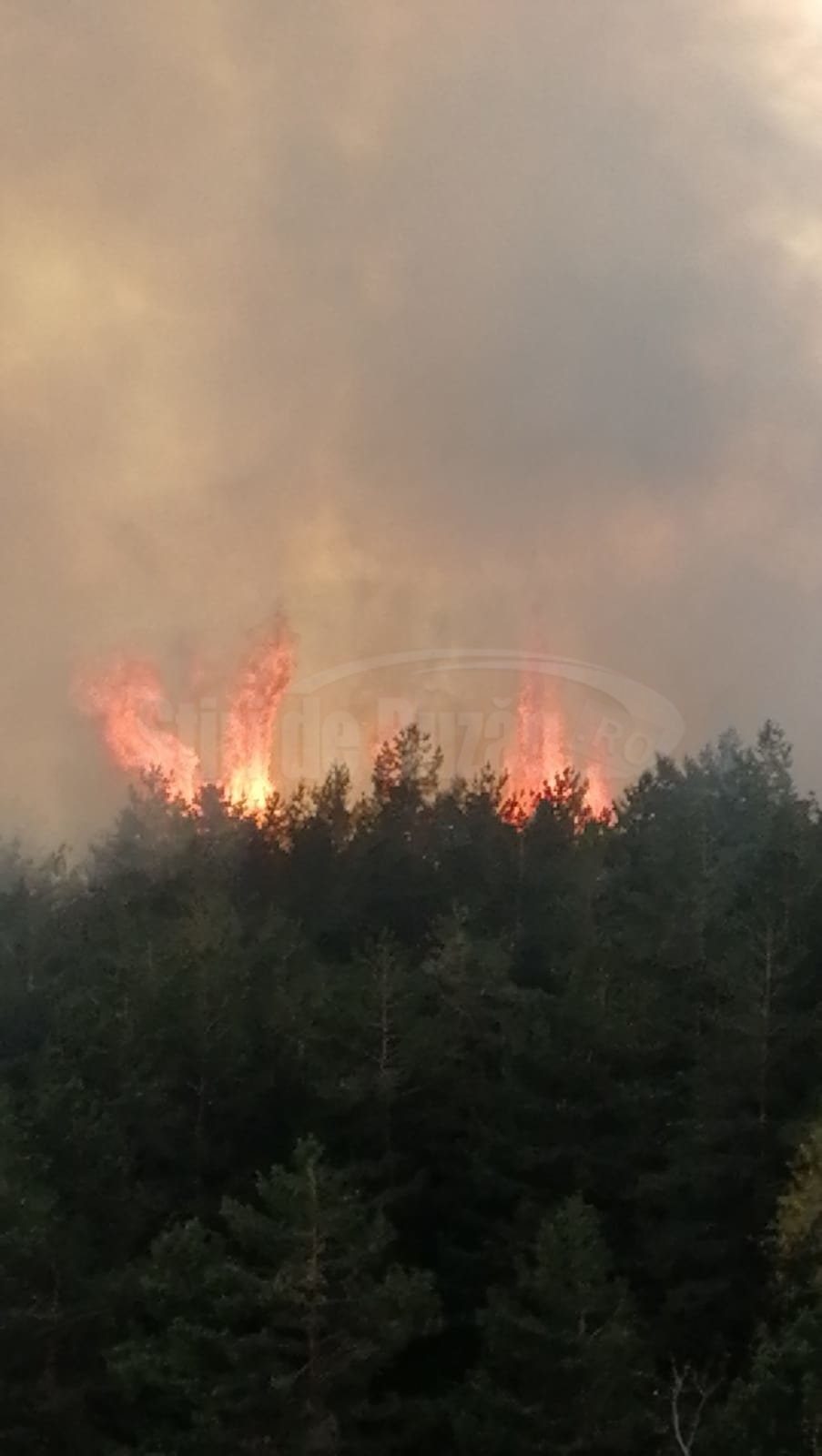 FOTO Incendiu de proporții la marginea unei păduri de pin din comuna Breaza