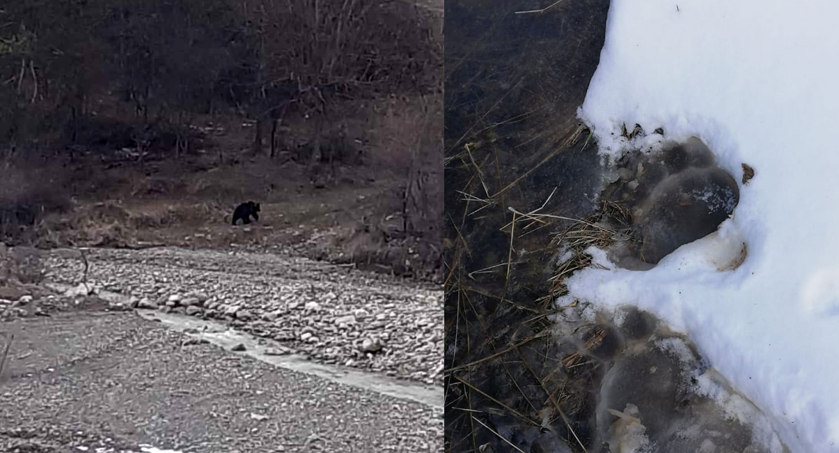 Un urs a băgat spaima în localnicii din comuna buzoiană Bisoca FOTO
