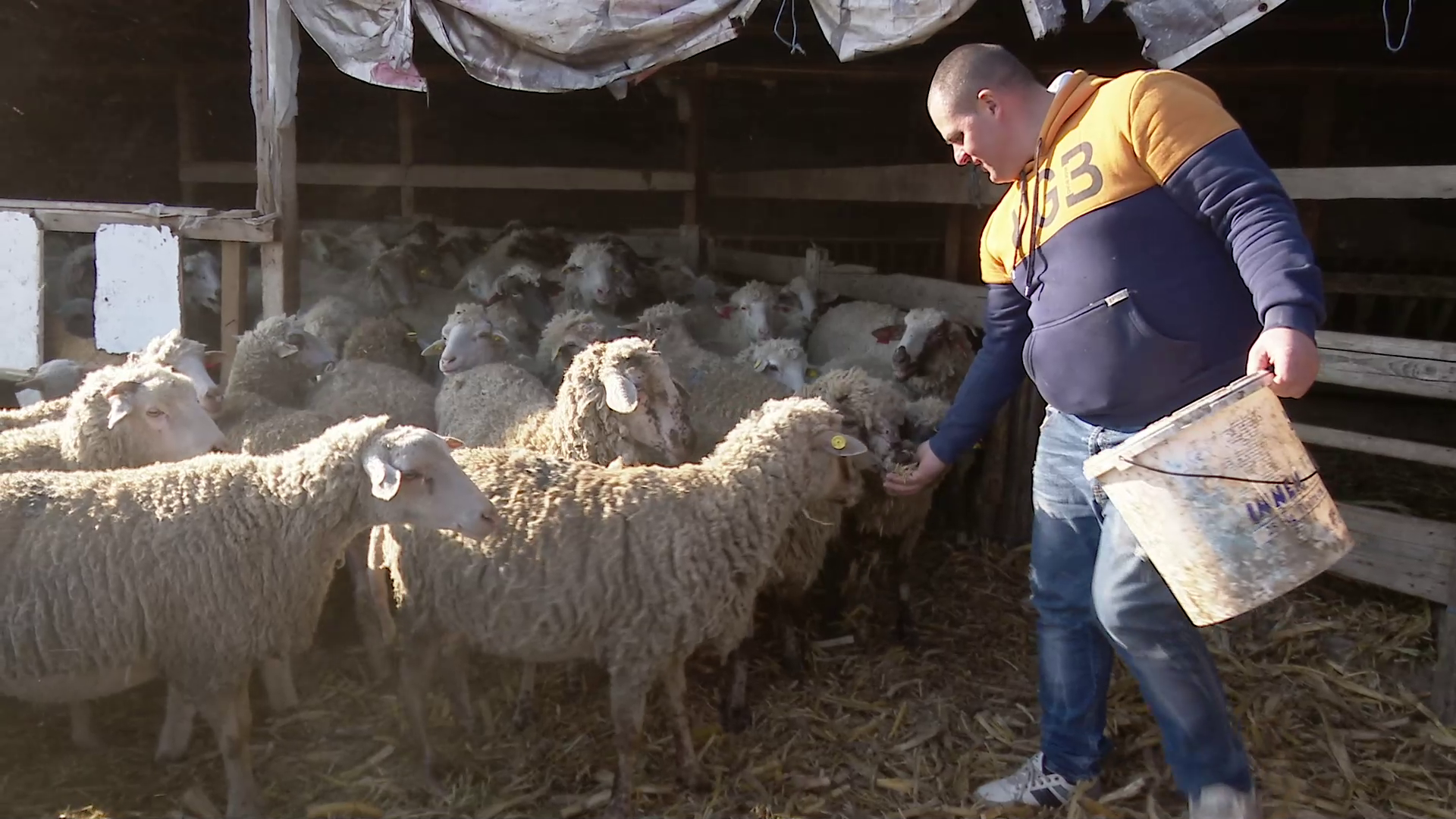 Carnea de miel va fi mai scumpă. Crescătorii de animale spun că, din cauza secetei, au cheltuit mai mult pe furaje