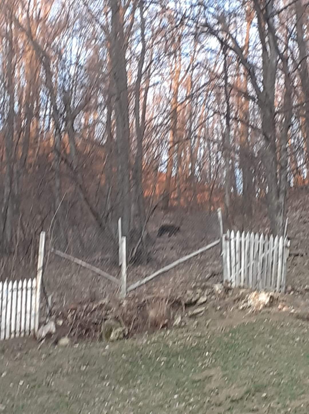 VIDEO Localnicii din comuna Bisoca, sub teroarea urșilor. Cum intervin autoritățile
