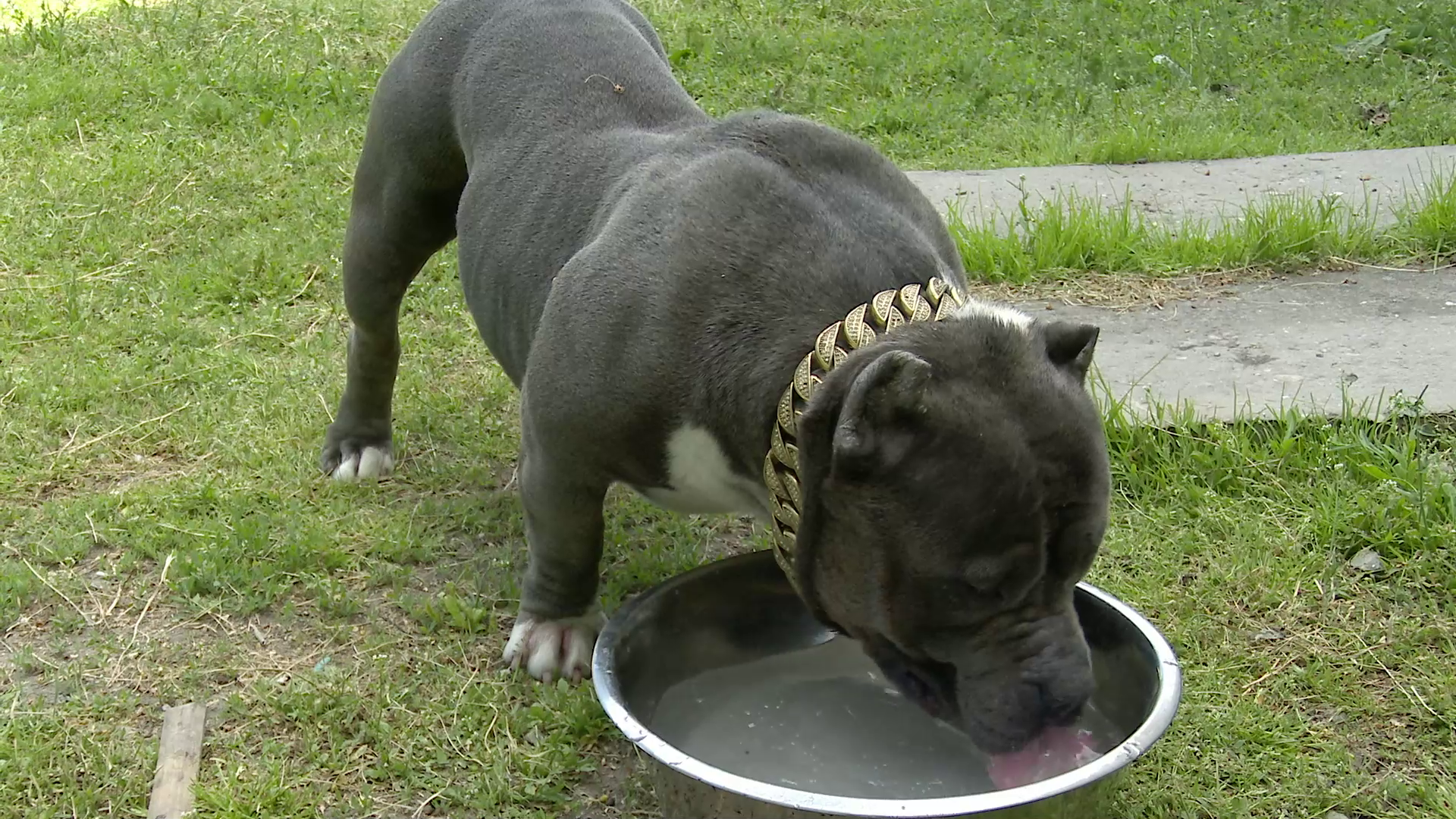 VIDEO Cei mai valoroși câini, aduși din Statele Unite de un buzoian. Sunt fioroși, blânzi și costă mii de dolari un exemplar