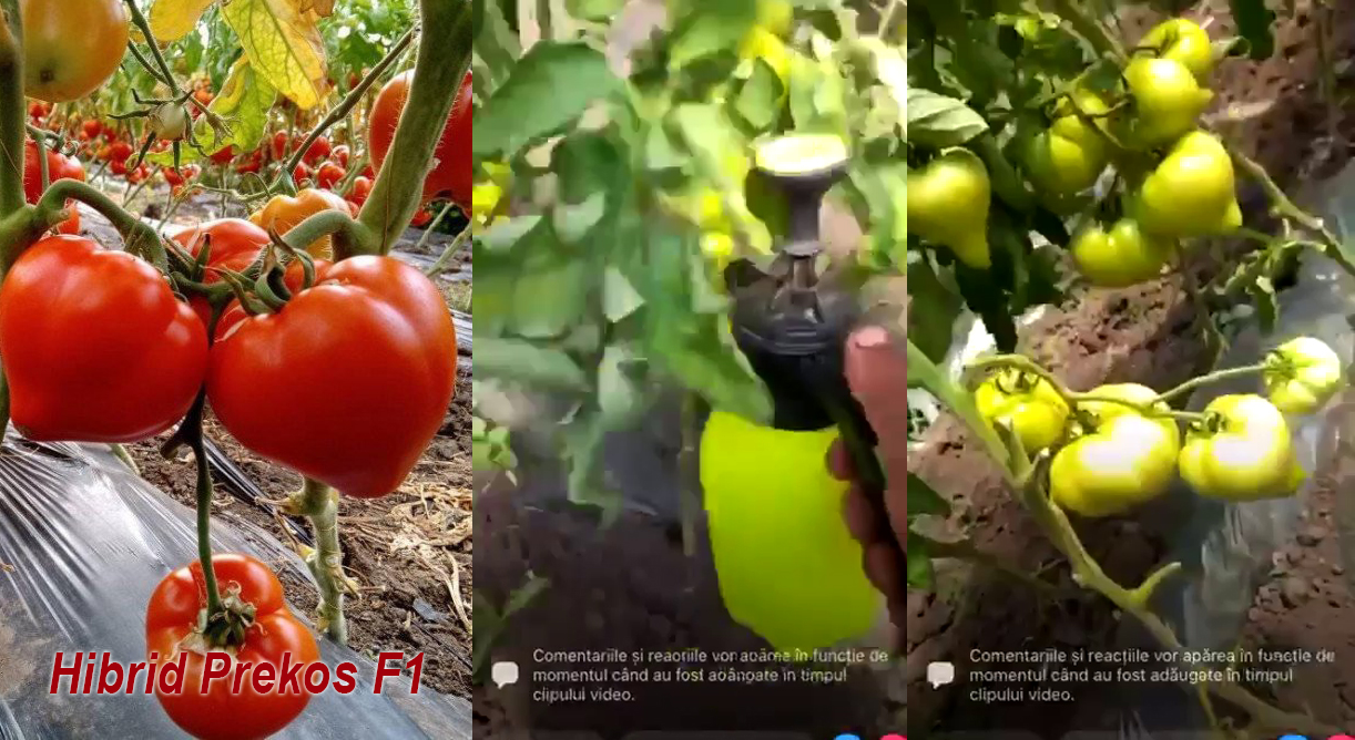 VIDEO Ce semnifică moțul unei tomate: stimulare chimică sau trăsătura unui hibrid bulgăresc?