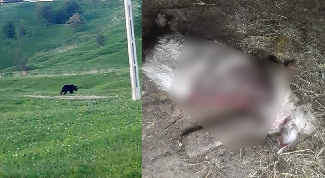 Urșii atacă iar, în Bisoca. A fost creat un grup pe Facebook, prin care sătenii terorizați de sălbăticiuni atrag atenția autorităților