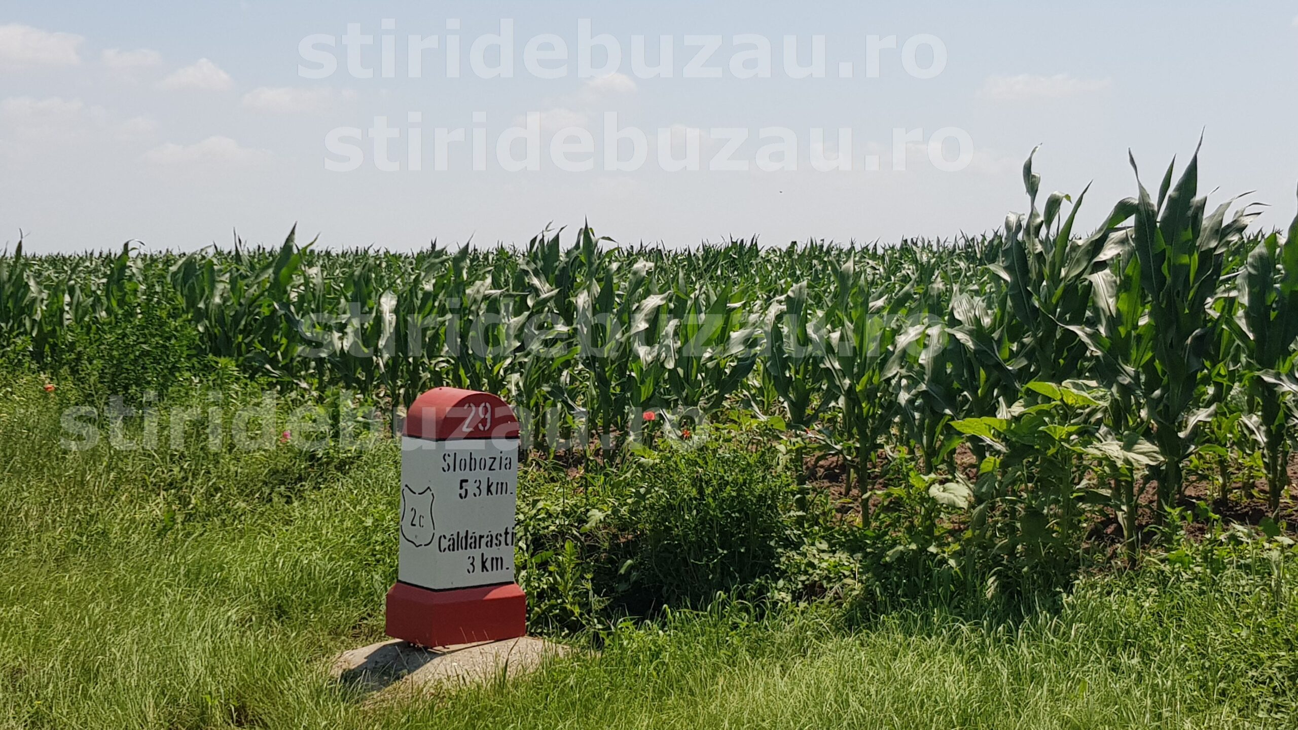 Paradoxul ploilor diluviene care au salvat agricultura Bărăganului: la Pogoanele se anunță producții record la mai toate culturile