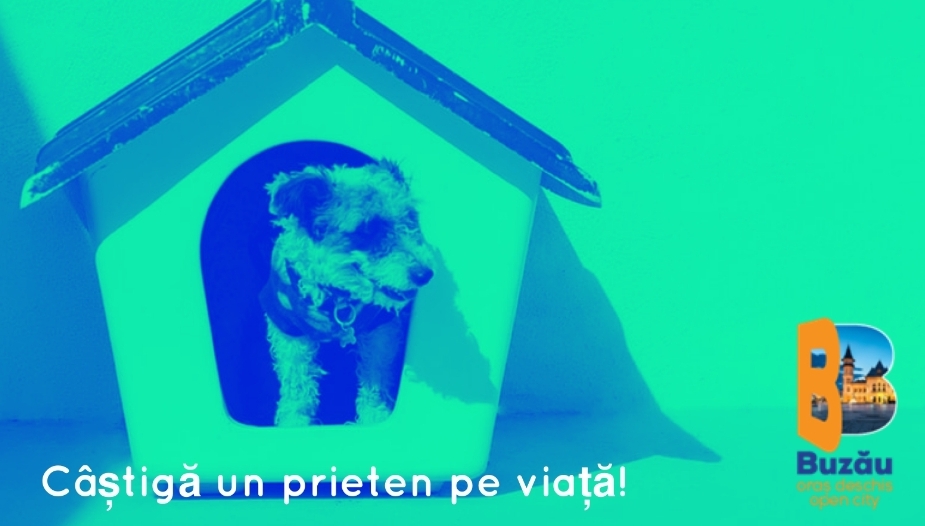 Zeci de câini oferiți gratuit buzoienior, în cadrul unui târg de adopții programat pentru sâmbătă