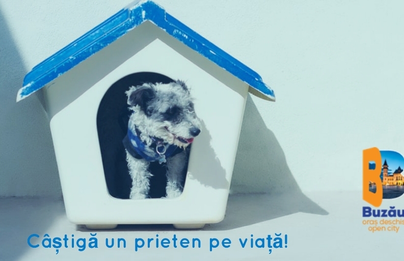 Târg de adopție pentru animalele fără stăpân, sâmbătă 21 august, la Buzău