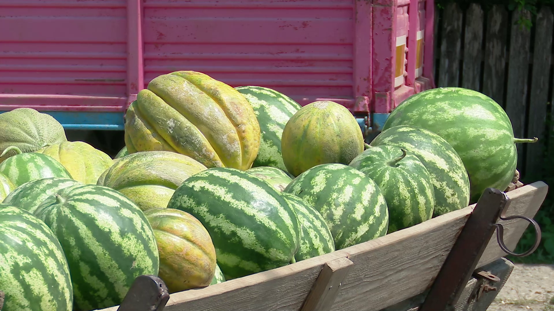Marfă multă, preț de mizerie, supărarea producătorilor de pepeni din Pogoanele