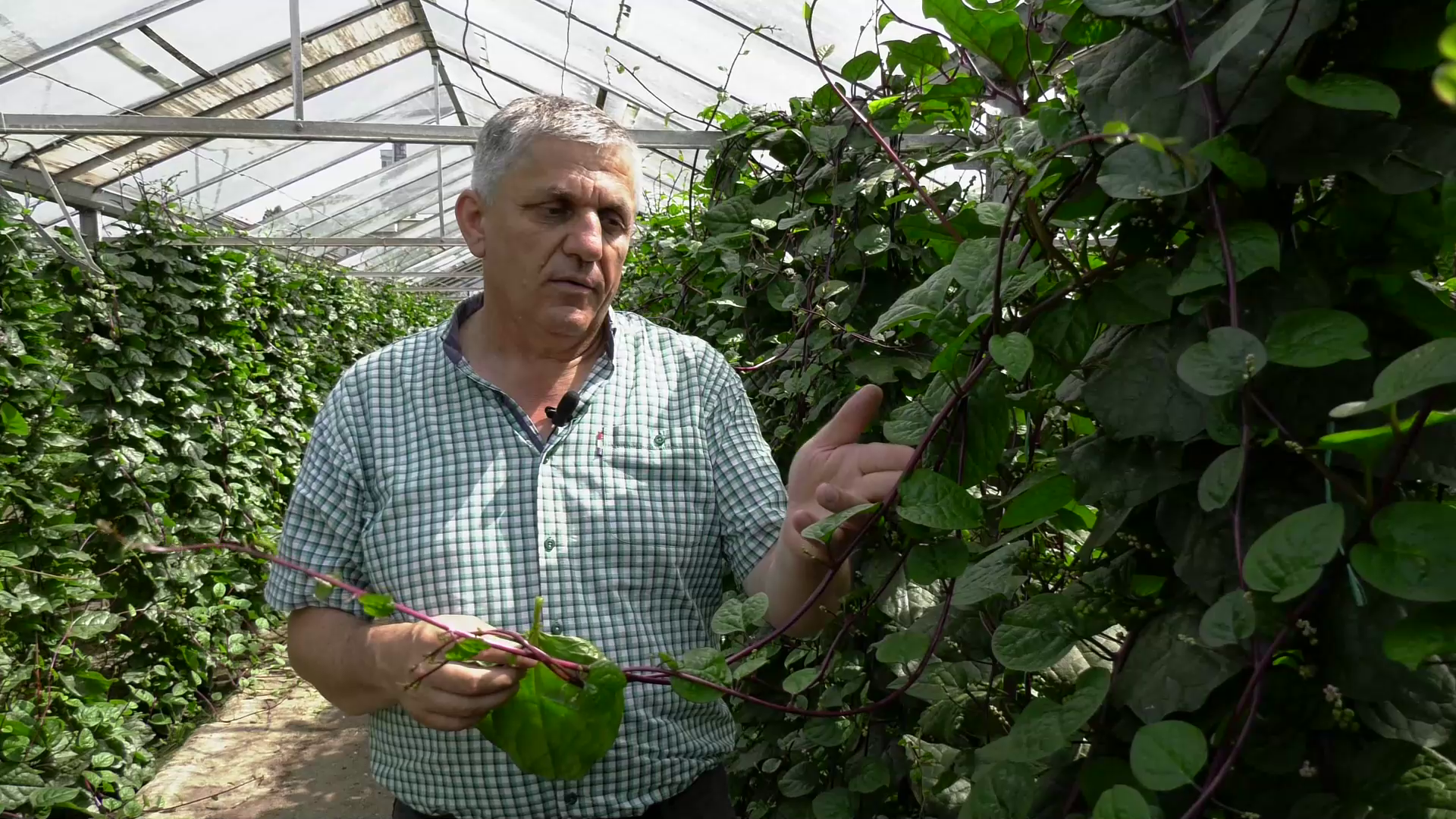 Mâncarea viitorului: spanacul de Malabar, o specie foarte productivă care se dezvoltă pe înălțime