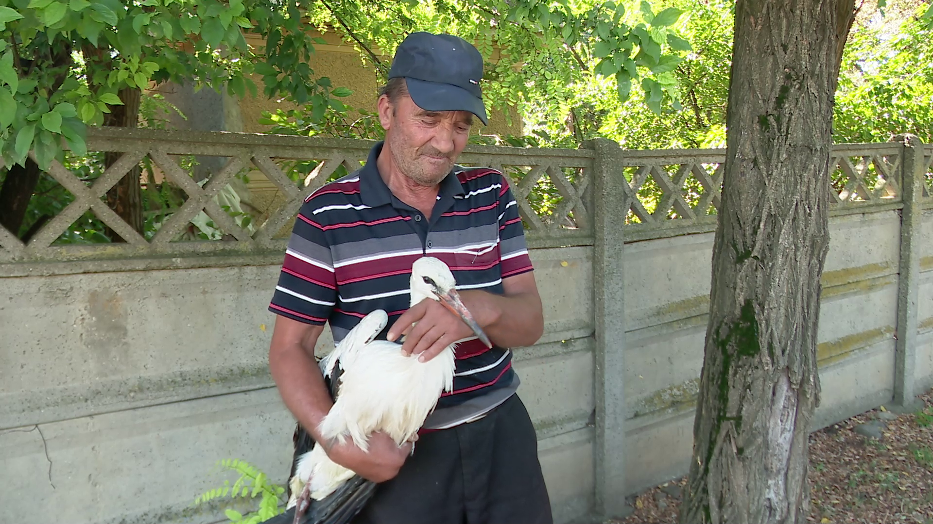 VIDEO A salvat o barză rănită, amenințată de o haită de câini. Acum așteaptă sprijinul autorităților