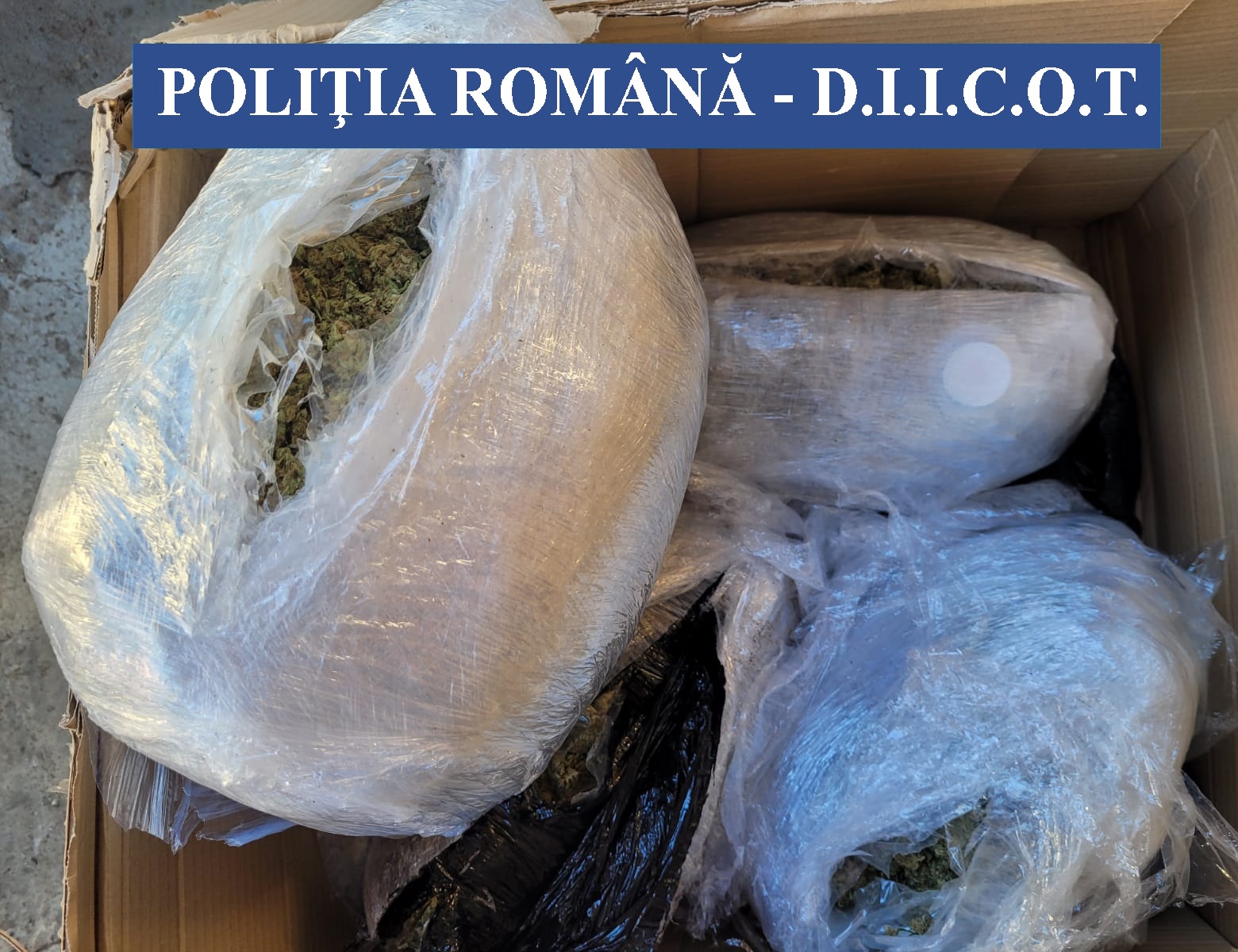 VIDEO Traficant de cannabis, prins când ridica un colet suspect de la o firmă de curierat din Buzău