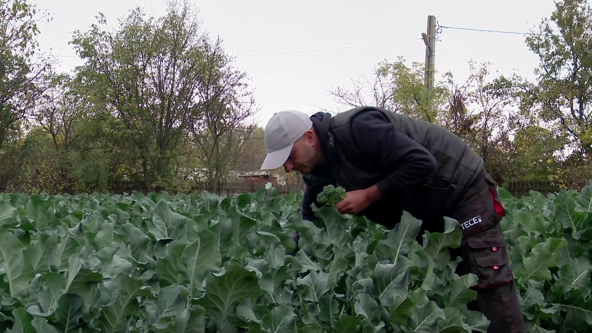 Singura cultură de broccolini din România, înființată de un tânăr din Buzău. Care este prețul de livrare