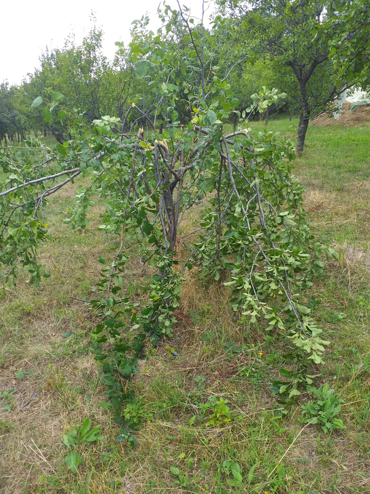 Livezile din zona de munte, distruse de urşi. Proprietarii sunt disperaţi şi spun că autorităţile îi ignoră