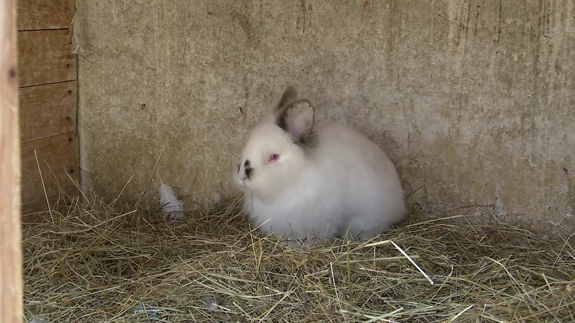 Iepurașii de Paște, în oferta fermelor de lângă oraș. Blănoșii pot fi și închiriați