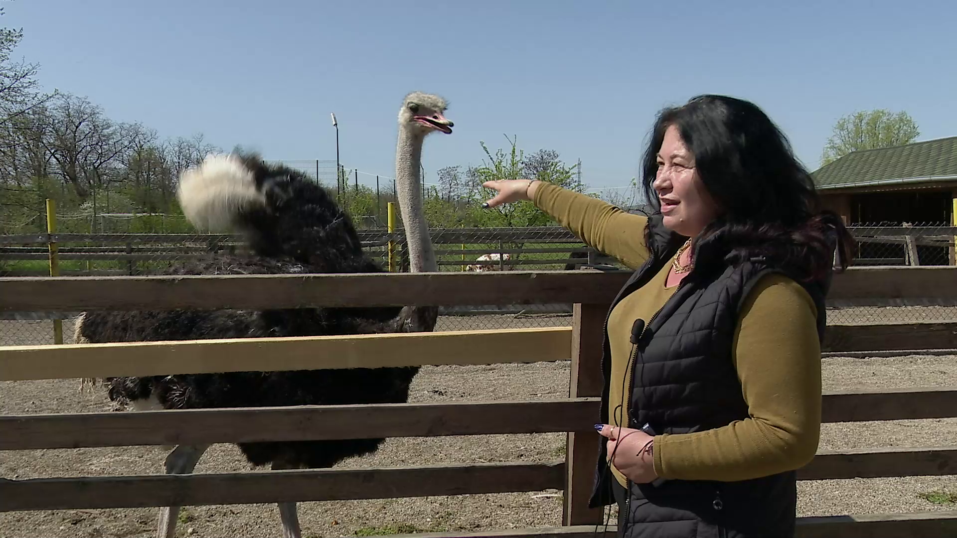 VIDEO Fermele cu animale și păsări, destinațiile perfecte pentru turismul de weekend