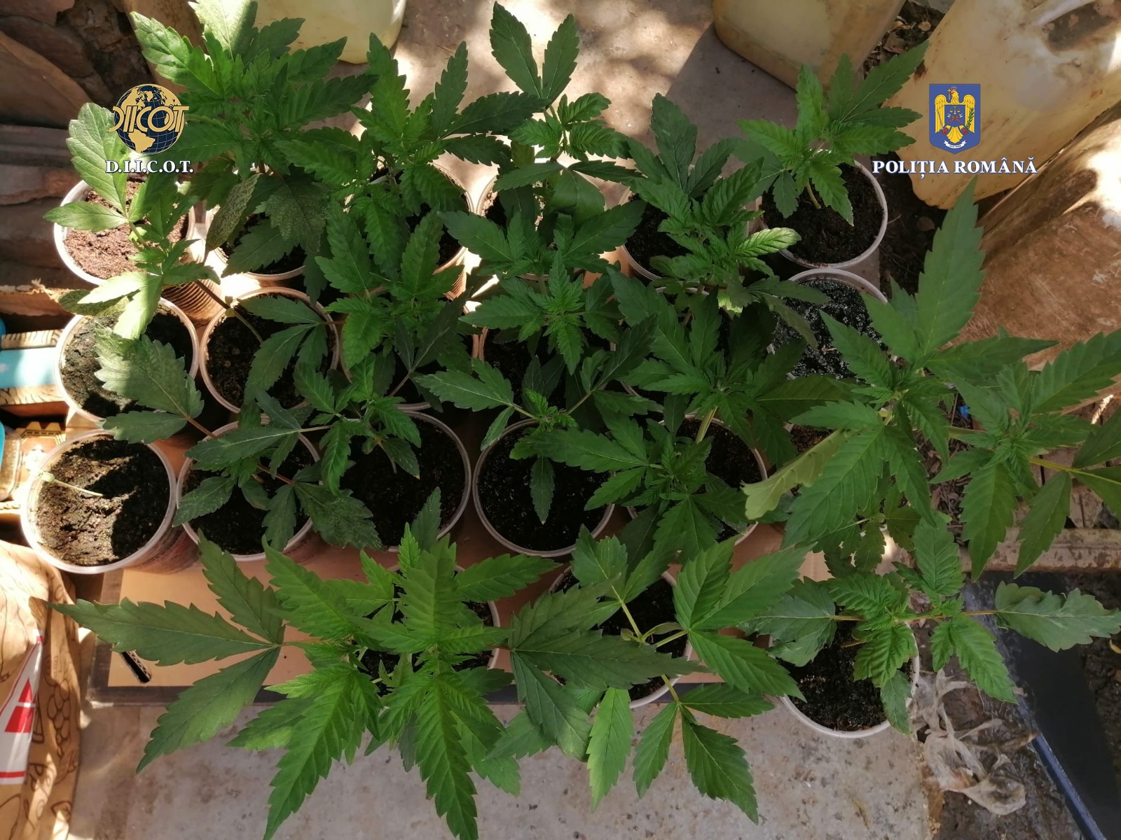 VIDEO Traficanți de droguri, săltați de mascați. Unul dintre ei plantase cannabis în casă