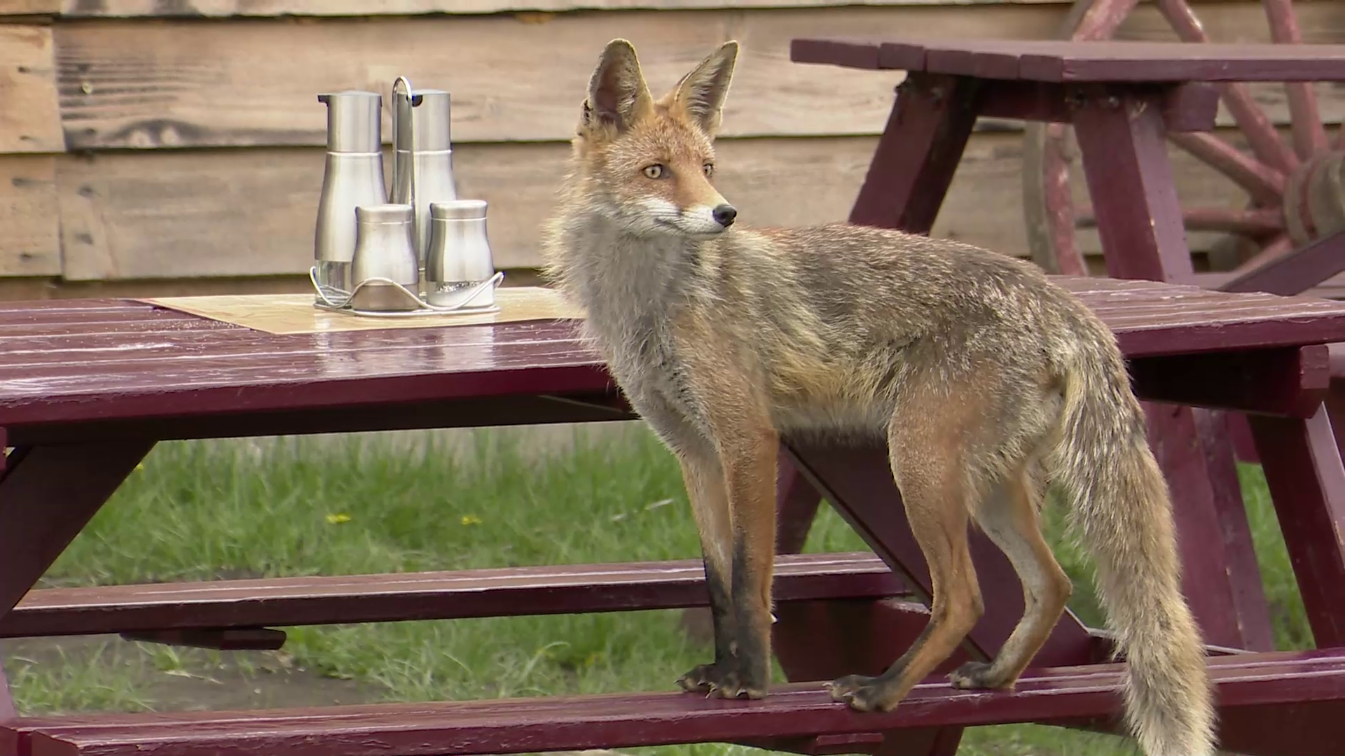 VIDEO Vulpea Foxy, prietena turiștilor care vizitează Vulcanii Noroioși