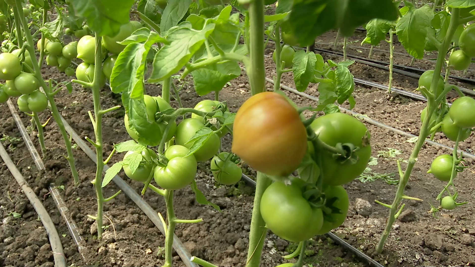 Vremea capricioasă mușcă din câștigurile producătorilor de roșii. Fermierii riscă să iasă în pierdere cu tomata românească