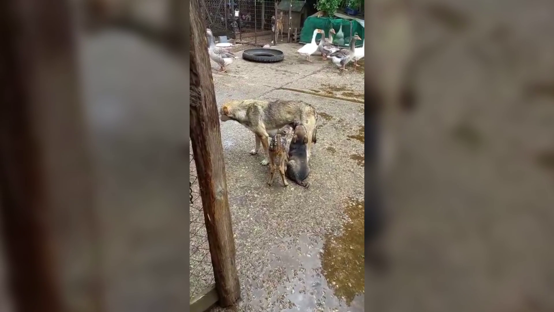 VIDEO Puiul de căprioară găsit pe aleile Parcului Crâng a fost adoptat de o căţeluşă