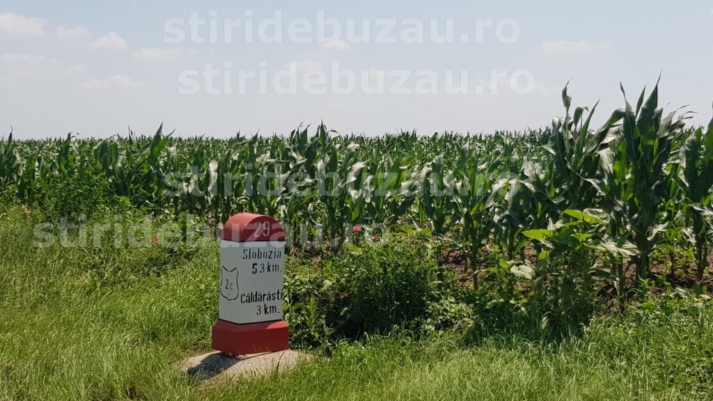 Ploi binefăcătoare în Bărăganul buzoian: agricultorii din Pogoanele speră la producții bune