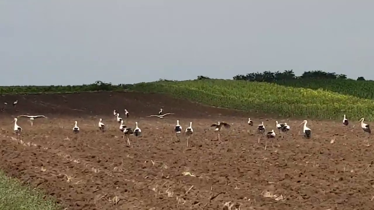 VIDEO Spectacolul naturii, oferit de zeci de berze. Au poposit pe un câmp din Buzău