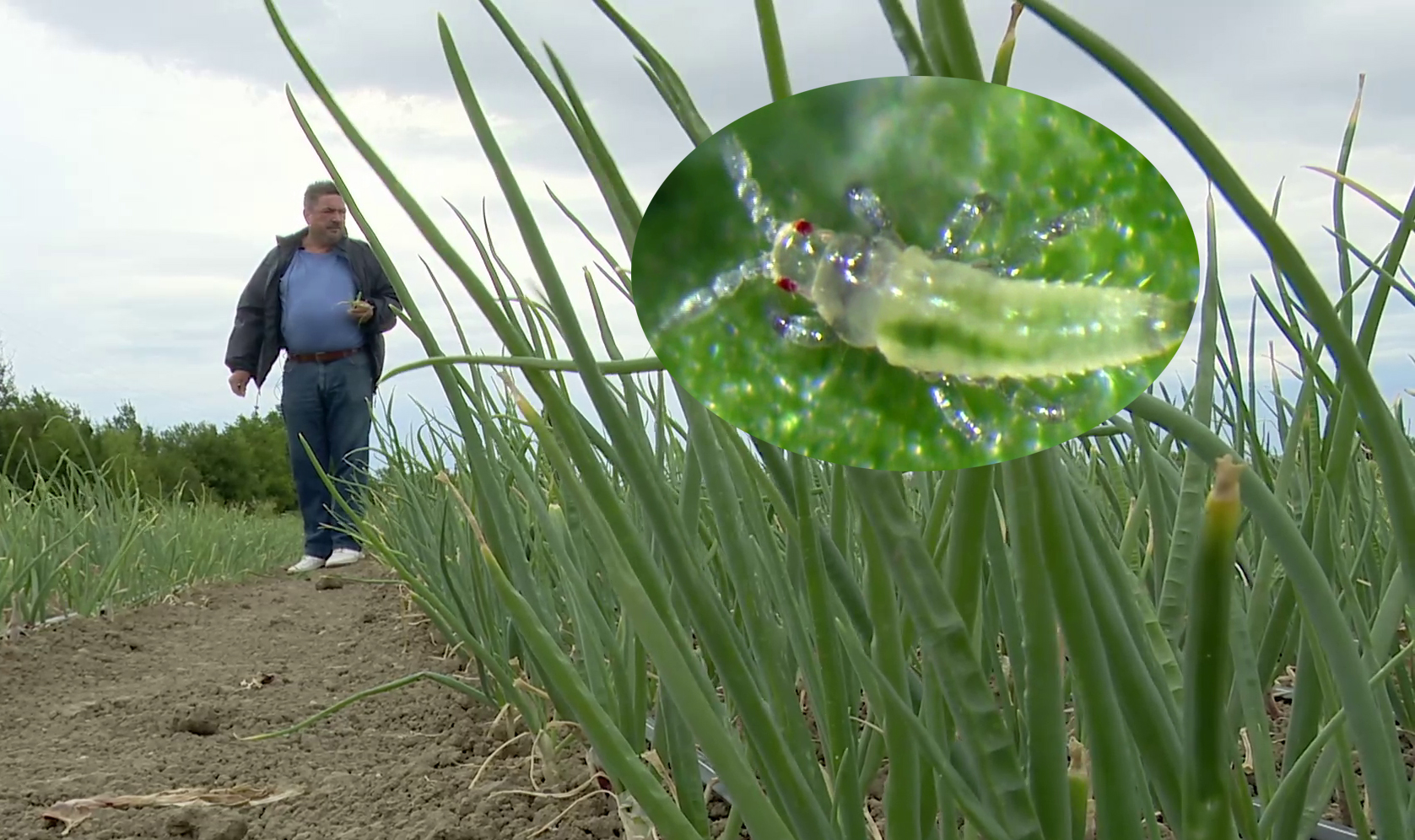 Ceapa de Buzău, în pericol. Este atacată de o insectă minusculă care se înmulțește rapid din cauza secetei