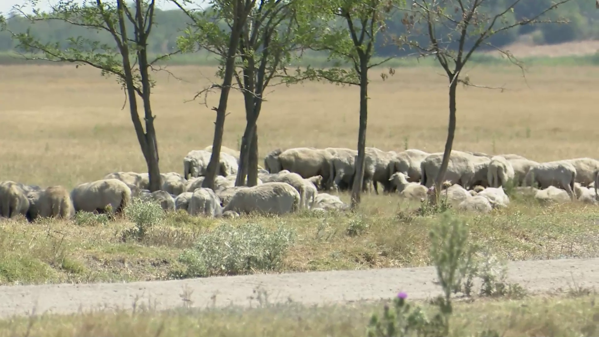 Seceta a pârjolit pajiștile. Fermierii folosesc deja furajele din depozite iar animalele ar putea muri de foame la iarnă