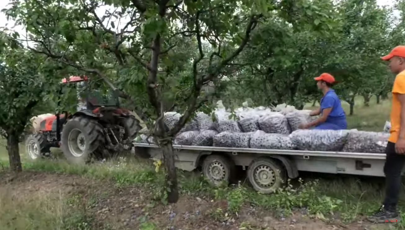 Un producător de prune din Cândești lansează o ofertă irezistibilă pentru amatorii de licori tradiționale