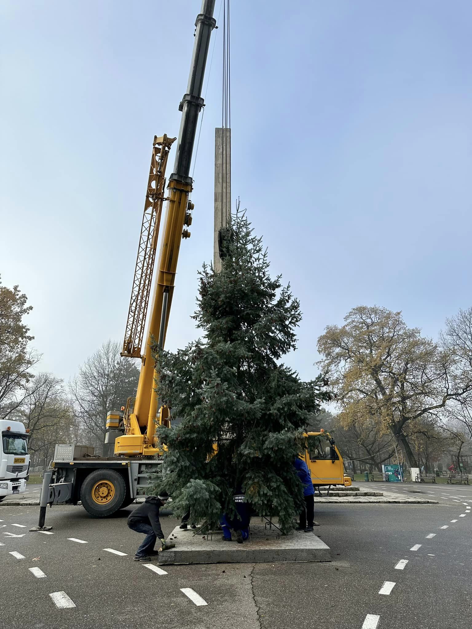 Povestea bradului care va înfrumuseța sărbătorile de iarnă, în orașul Buzău. De șase ani, pomii sunt donați de localnici