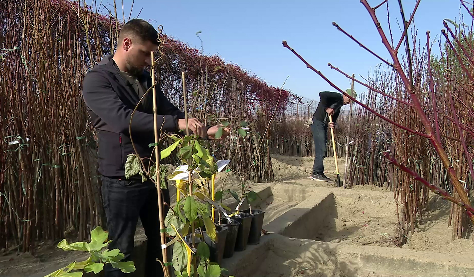 Puieți pentru înființatea unor livezi de kiwi, curmali și kaki, oferiți de o stațiune de cercetare din județul Buzău
