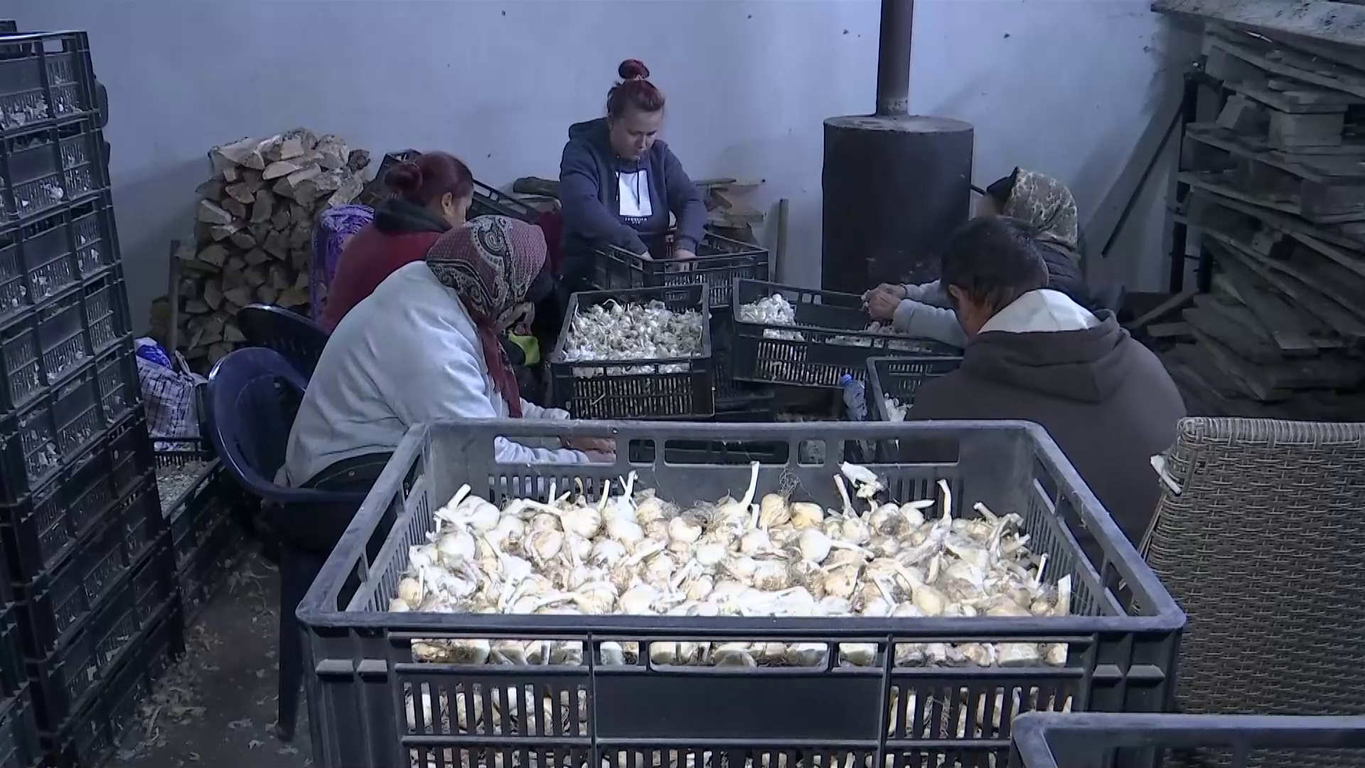 Statul oferă stimulente pentru extinderea suprafețelor cultivate cu usturoi. Cum se derulează programul la Buzău