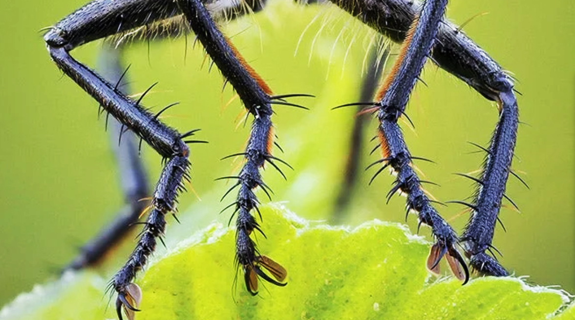 Insecta americană care produce calamități, folosită ca bombă biologică. Ce cred unii cercetători