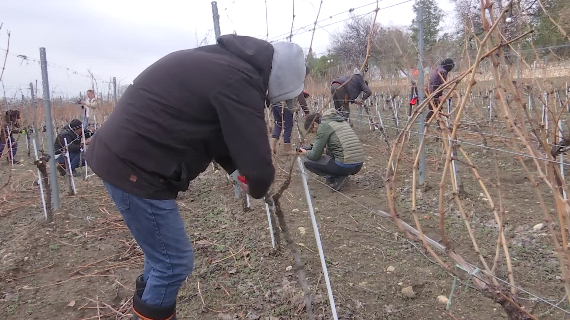 VIDEO Cel mai priceput tăietor român de viță-de-vie, desemnat în urma unui concurs. Întrecerea a avut loc la Buzău