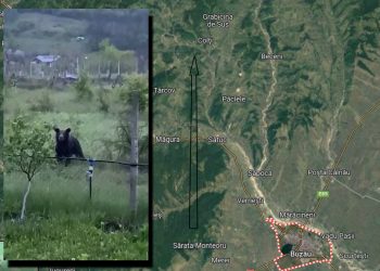 VIDEO Ursul care face prăpăd în satele din apropierea orașului Buzău, filmat lângă o gospodărie din Berca 