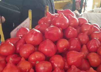 VIDEO Semne care ne arată că roșia este stimulată cu chimicale: țuguiul, unul dintre ele. Explicația unui cercetător
