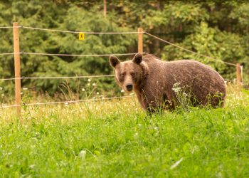 Achiziționarea și instalarea sistemelor de protecție (garduri electrice) pentru animalele domestice, pentru culturile agricole și bunurile materiale