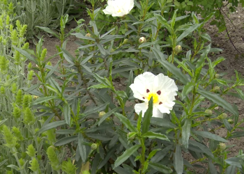 O floare rară, folosită la prepararea sfântului mir, va ajunge în grădinile românilor. Este aclimatizată la Buzău